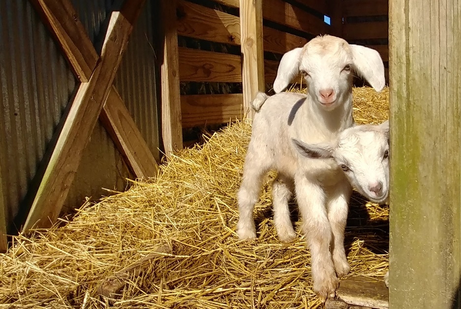 Lunna & Lenny Born at Belle Chevre Creamery